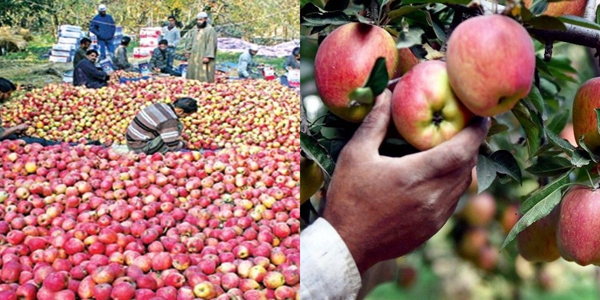 बिहार में सेब की खेती